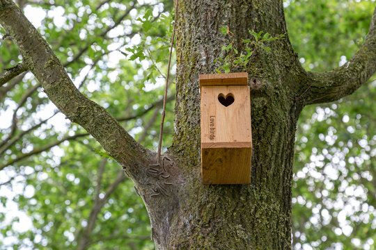 Procession caterpillar nest on tree beside a bird box with the text love birds. Birds are very important in the combat of Procession caterpillar