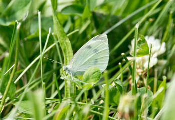 butterfly on grass