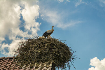 storchennest