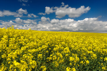 Landscape of rape field and a bluesky with clouds
