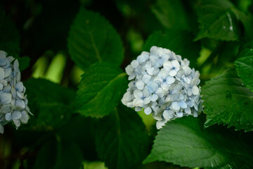 紫陽花
