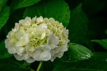 紫陽花