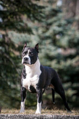 American staffordshire terrier dog posing outside.
