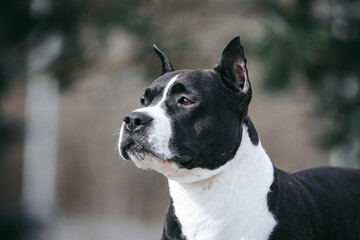 American staffordshire terrier dog posing outside.	