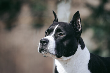 American staffordshire terrier dog posing outside.	