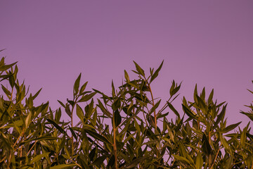 Green grass seamless texture. Seamless in only horizontal dimension.