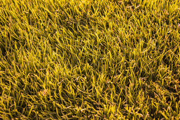 Green grass seamless texture. Seamless in only horizontal dimension.