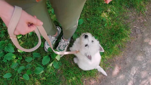Little puppy terrier walking outside in green foliage with a young girl. SlowMo