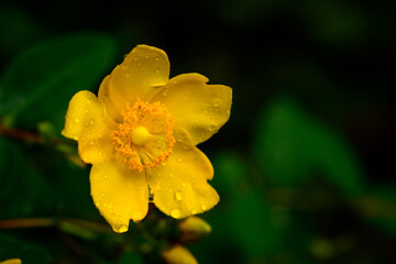 梅雨時期に咲く花