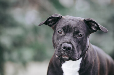 American staffordshire terrier dog posing outside.	