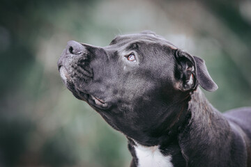 American staffordshire terrier dog posing outside.