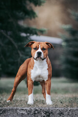 American staffordshire terrier dog posing outside.	