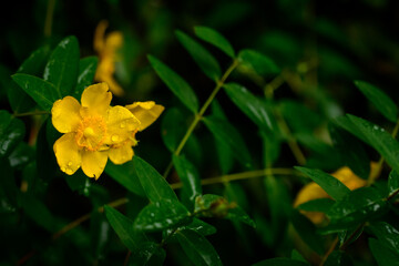 梅雨時期に咲く花