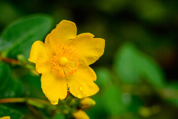 梅雨時期に咲く花