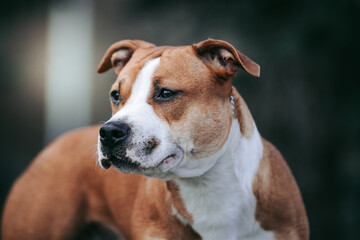 American staffordshire terrier dog posing outside.