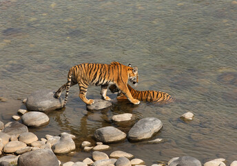 Fototapeta na wymiar Paarwali and her cub in Ramgana river at Jiim Corbett Tiger Reserve