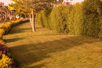 Green grass seamless texture. Seamless in only horizontal dimension.