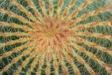 Green cactus on flower pot background in garden for decor garden house. Nature green tree background