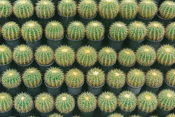 Green cactus on flower pot background in garden for decor garden house. Nature green tree background