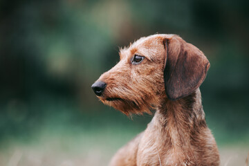 Miniature dachshund posing outside in the part.	