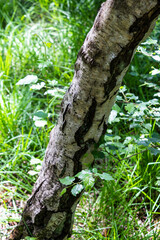 Close up of tree trunk with grassy background