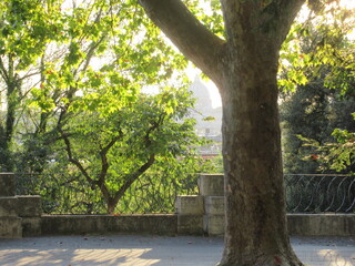 Vatican behind trees in Rome