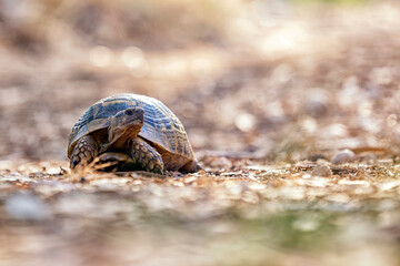 Turtle ( tortoise)... Most turtles that spend most of their lives on land have their eyes looking...