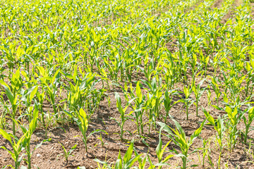 Green young maize sprouts in cultivated field on a bright sunny day