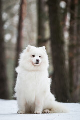 Samoyed dog posing in the beautiful winter background	