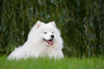 Fototapeta premium Samoyed dog posing in the beautiful park.
