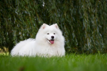 Samoyed dog posing in the beautiful park.	