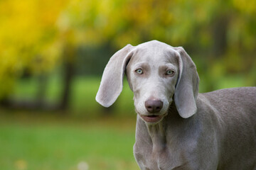 Weimaraner dog puppy posing in the grass. 