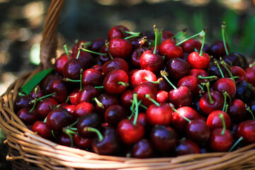 cherries in a basket