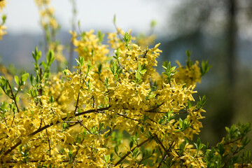 Blooming forsythia flowers close up. Yellow tree blossom in spring. Beautiful spring time floral background.