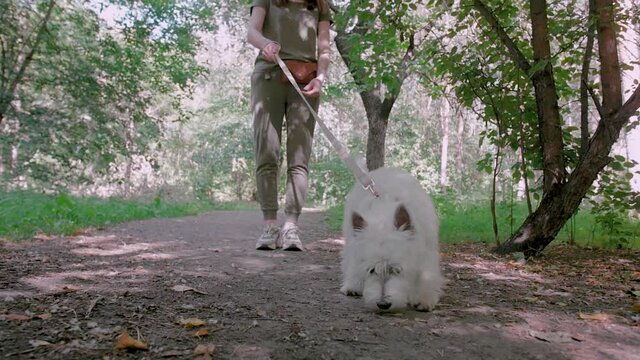 Little puppy terrier walking outside in green foliage with a young girl. SlowMo