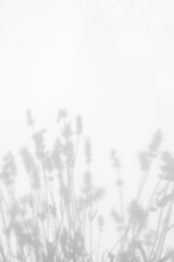 Blurred overlay effect for for natural light photo effects. Gray shadows of lavender flowers on a white wall. Abstract neutral nature concept background. Space for text.