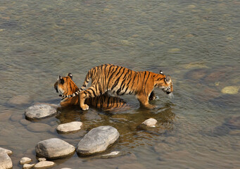 Fototapeta na wymiar Tigress and cub in Ramganga river at Jim Corbett Tiger Reserve