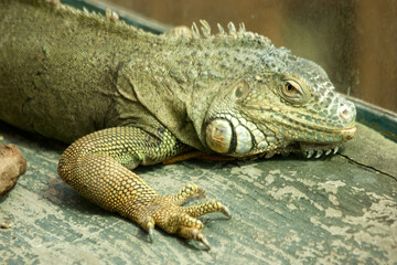 Big Lizard iguana on the wood. Tropical reptile in the zoo. Beautiful exotic animal.