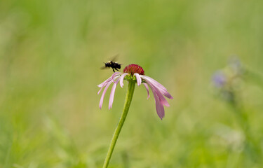Bee flying near coneflower