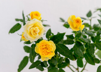 Yellow little roses in drops of water.