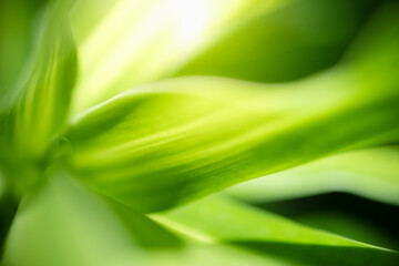 Concept nature of green leaf on blurred bokeh with copy space using as background natural, abstract background, greenery background, fresh wallpaper.