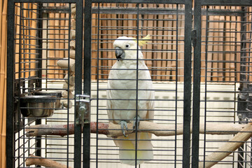 Portrait of big white parrot sitting in the cage. Beautiful cockatoo parrot inside the cage at the...