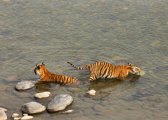 Naklejka na ściany i meble Paarwali tigress and cub in Ramganga river at Jim Corbett Tiger Reserve