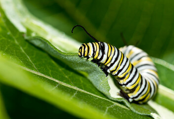 close up of a monarch caterpillar