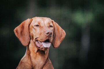 Two vizla girls posing outside. Vizla dog portrait in green background. 