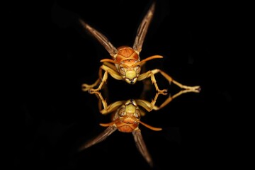 Yellow indian wasp closeup