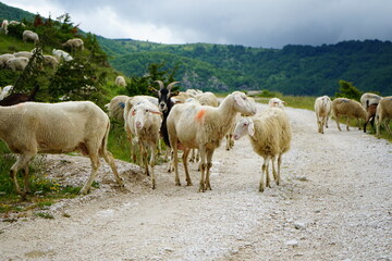 Obraz premium Grazing sheep invade a mountain road