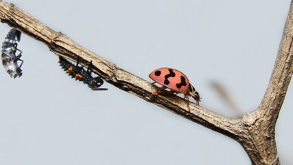 Transverse Ladybird life cycle