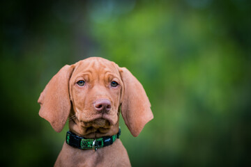 Vizla dog portrait in green background. Vizla puppy outside in kennel.	