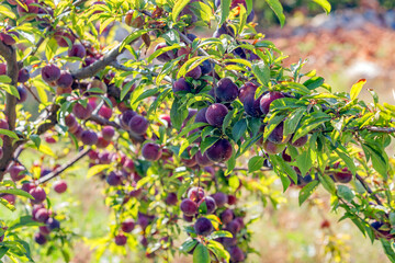 A lot of plums of the plum tree.